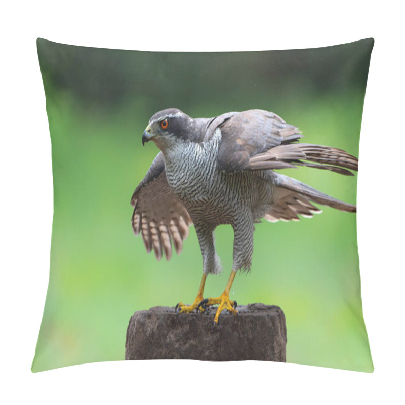 Personality  Northern Goshawk (accipiter Gentilis) Sitting On A Pole In The Forest In The Netherlands. Dark Background. Pillow Covers