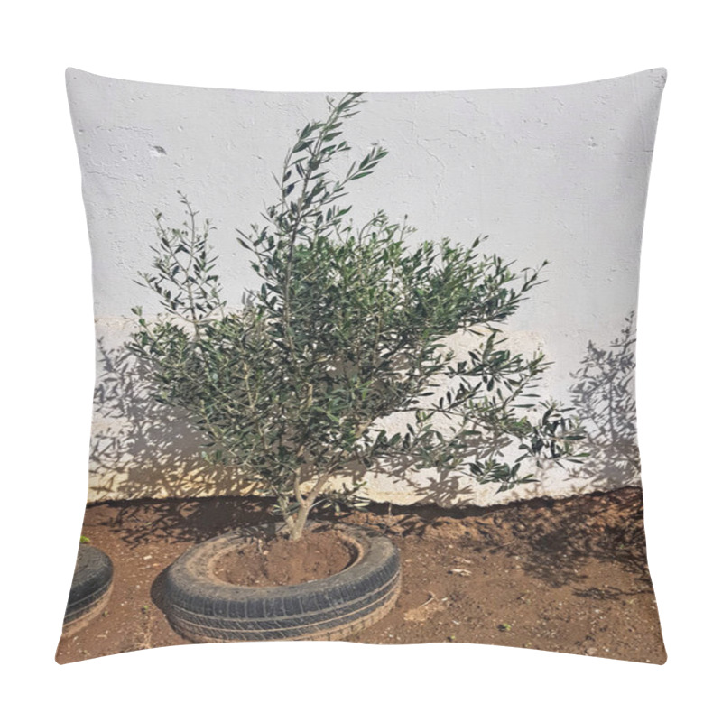 Personality  Unique Charm Of An Olive Tree Thriving In An Rubber Of Th Automotive Embrace, Symbolizing Resilience And Growth. This Remarkable Tree Has Found An Unlikely Home In A Repurposed Rubber Vessel. Pillow Covers