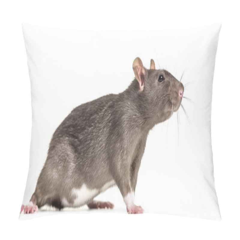 Personality  Rat , 6 Months Old, Standing Against White Background Pillow Covers