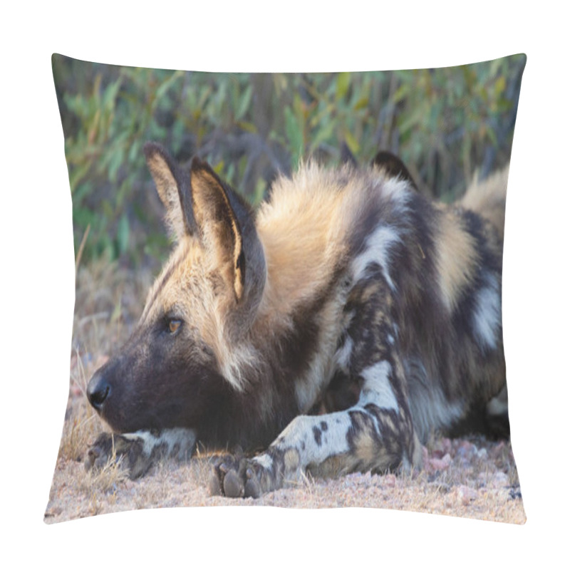 Personality  Wild Dog In Kruger Park, South Africa Pillow Covers