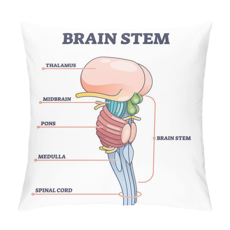 Personality  Brain Stem Parts Anatomical Model In Educational Labeled Outline Diagram Pillow Covers