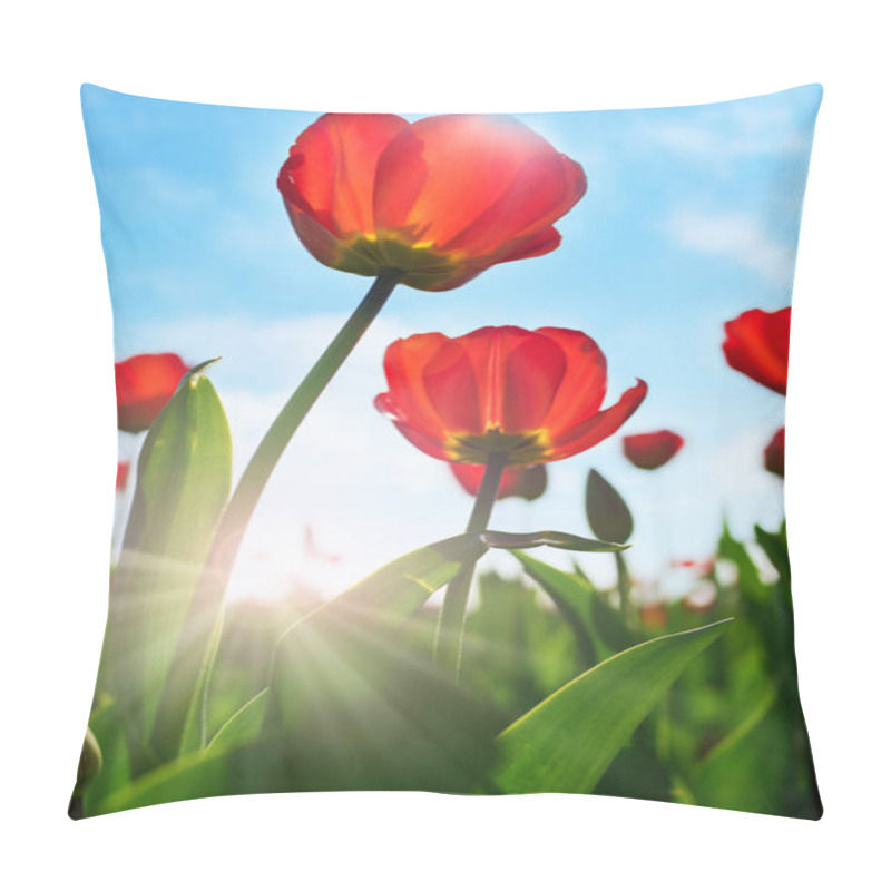 Personality  Tulip, Blooming Flowers In Nature, Flora Tulips Pillow Covers