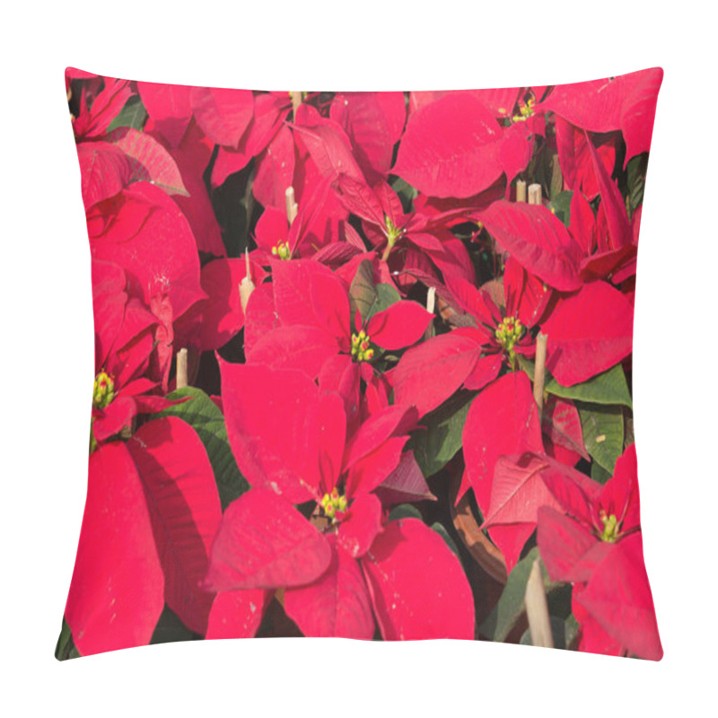 Personality  Beautiful Poinsettia Flowers Ready For The Holiday Season  Pillow Covers