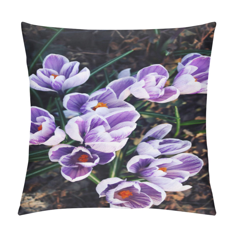 Personality  First Crocus Flowers. Spring Blossoms. Aged Photo.  Pillow Covers