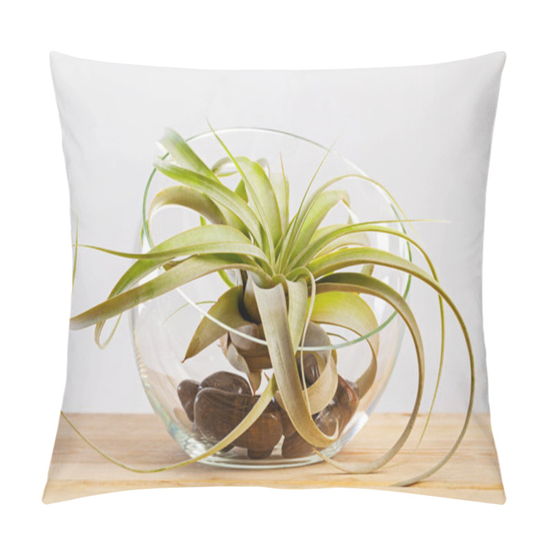 Personality  Tilandsia Xerographica Airplant In Glass Terrarium On Wooden Table Pillow Covers