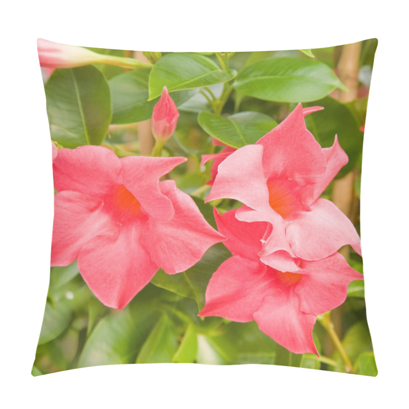 Personality  Flowering Bright Pink Mandevilla (Dipladenia) Pillow Covers