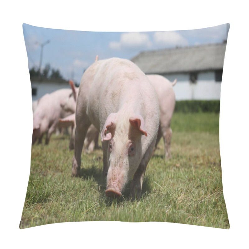 Personality  Pigs Farming Raising Breeding In Animal Farm Rural Scene Pillow Covers