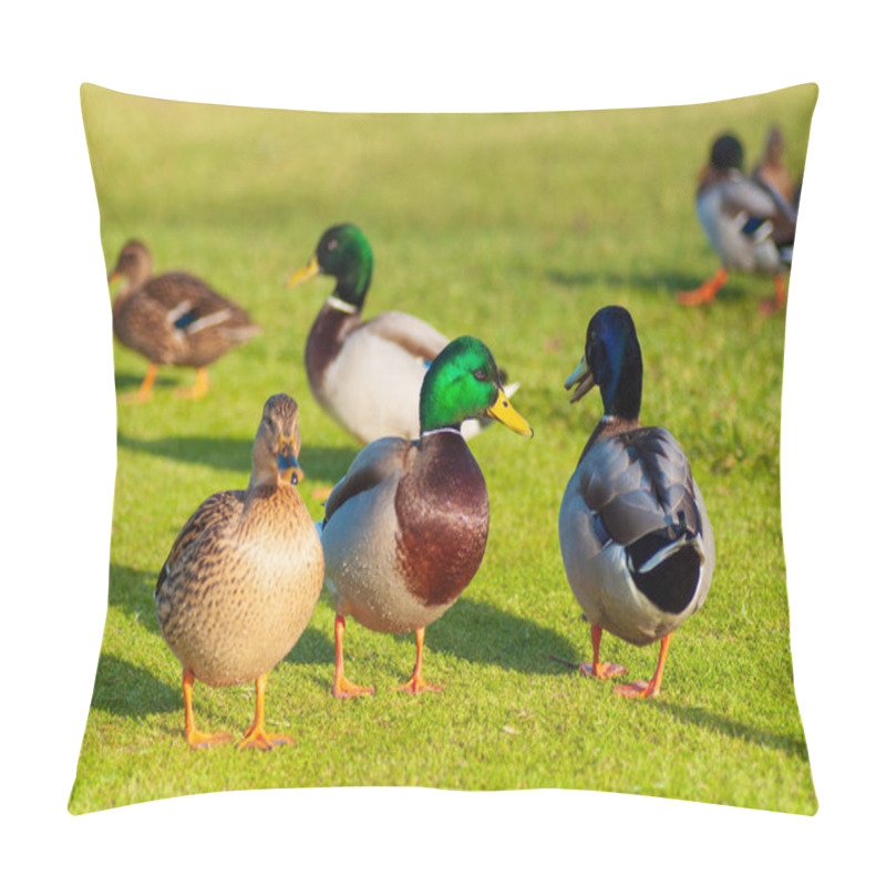 Personality  Wild Ducks Mallard Anas Platyrhynchos Standing On The Shore, Female Wild Duck Outside Summer. Pillow Covers