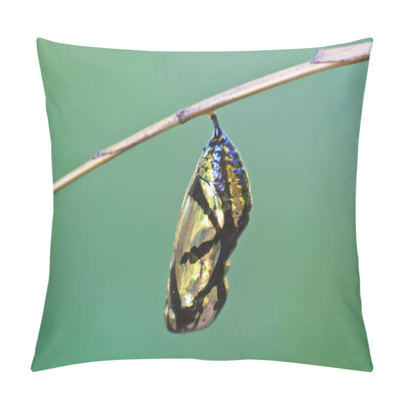 Personality  Beautiful Monarch Chrysalis Hanging On Branch Pillow Covers