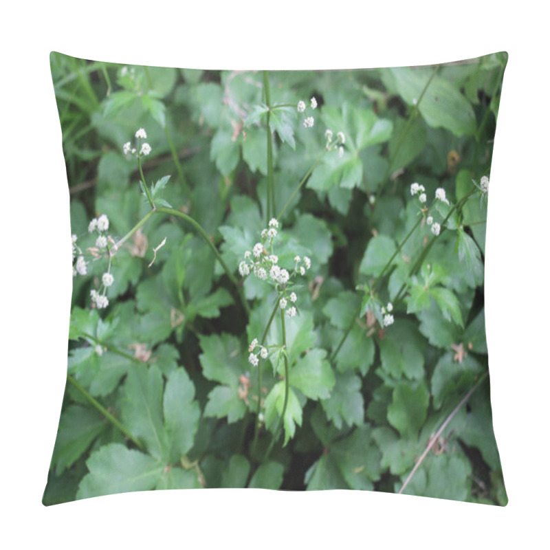 Personality  In Spring, Sanicula Europaea Grows In The Wild Nature Of The Forest Pillow Covers