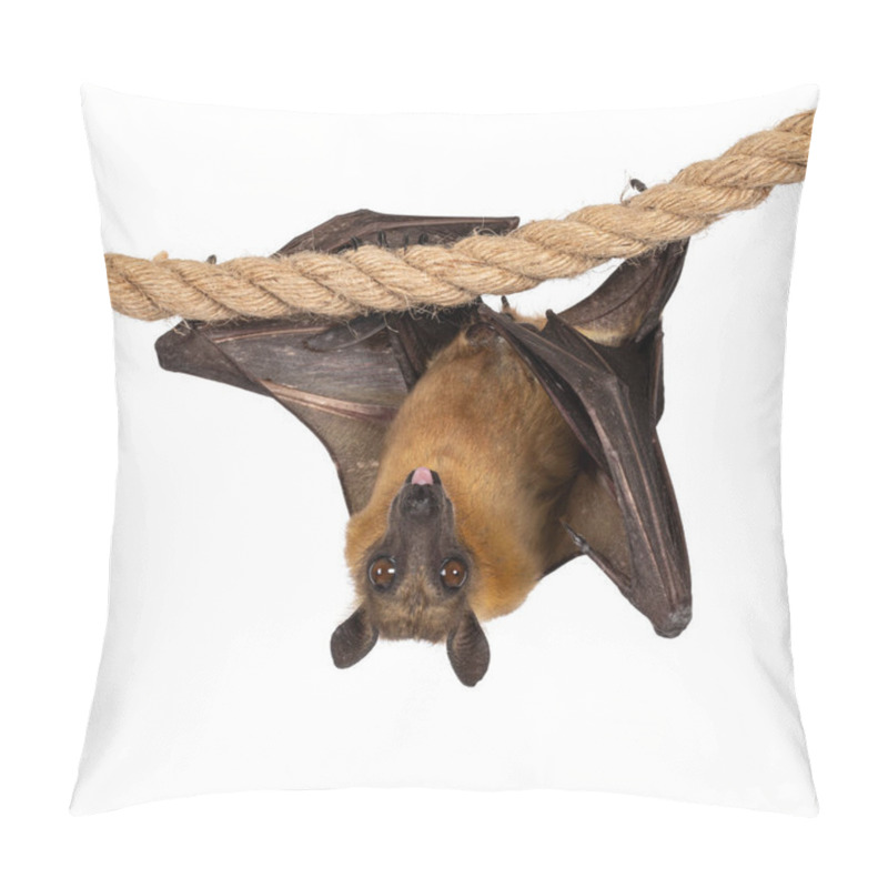 Personality  Young Adult Flying Fox, Fruit Bat Aka Megabat Of Chiroptera, Hanging Facing Front On Sisal Rope. Looking Straight To Camera While Sticking Out Tongue. Isolated On White Background. Pillow Covers