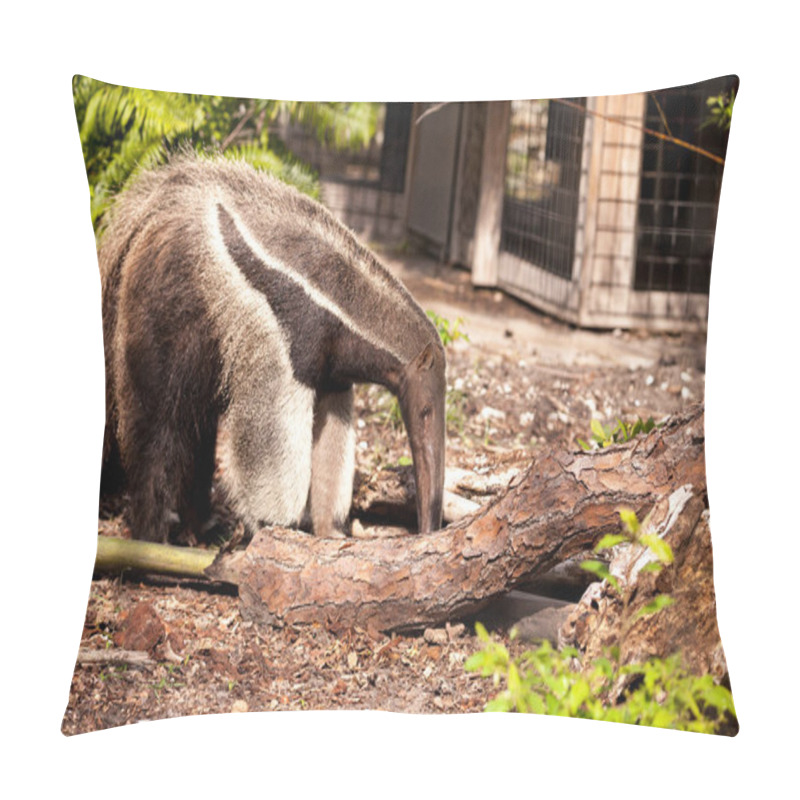 Personality  Giant Anteater Myrmecophaga Tridactyla Forages Under Logs And Moves Bamboo Out Of The Way To Hunt For Ants. Pillow Covers