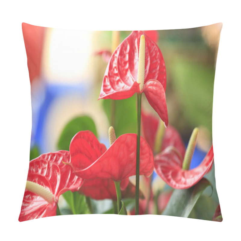 Personality  Red Anthurium Flower In Botanic Garden Pillow Covers