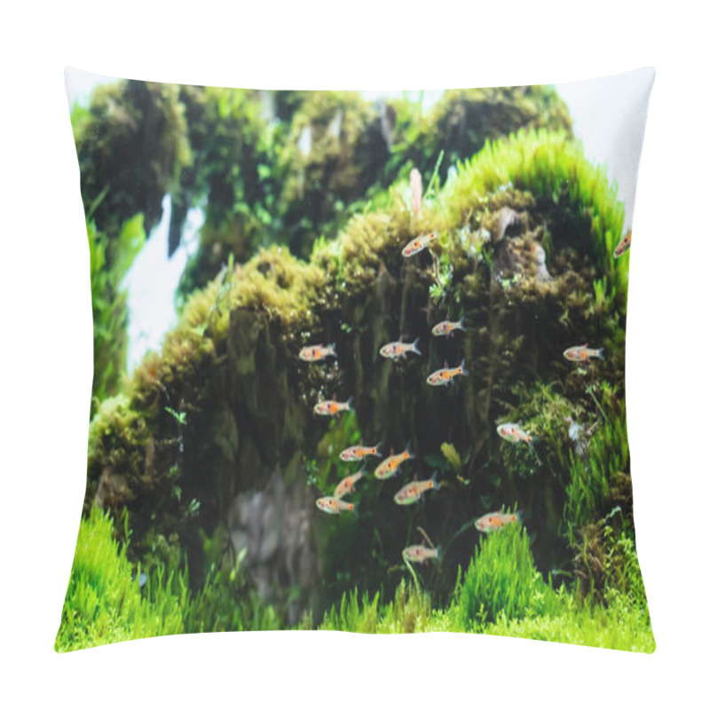 Personality  Aquatic Plant Tank Made With Dragon Stone Arrangement On Soil Substrate With Plant (Hemianthus Callitrichoides Cuba) And Dwarf Rasbora Fish. Pillow Covers