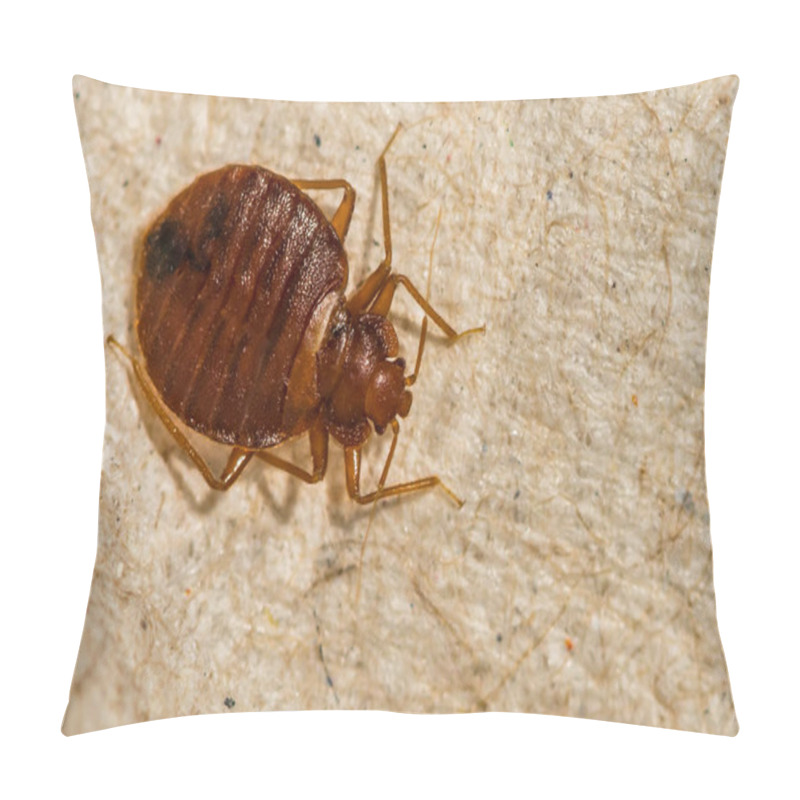 Personality  Female Bed Bug- Cimex Lectularius Pillow Covers