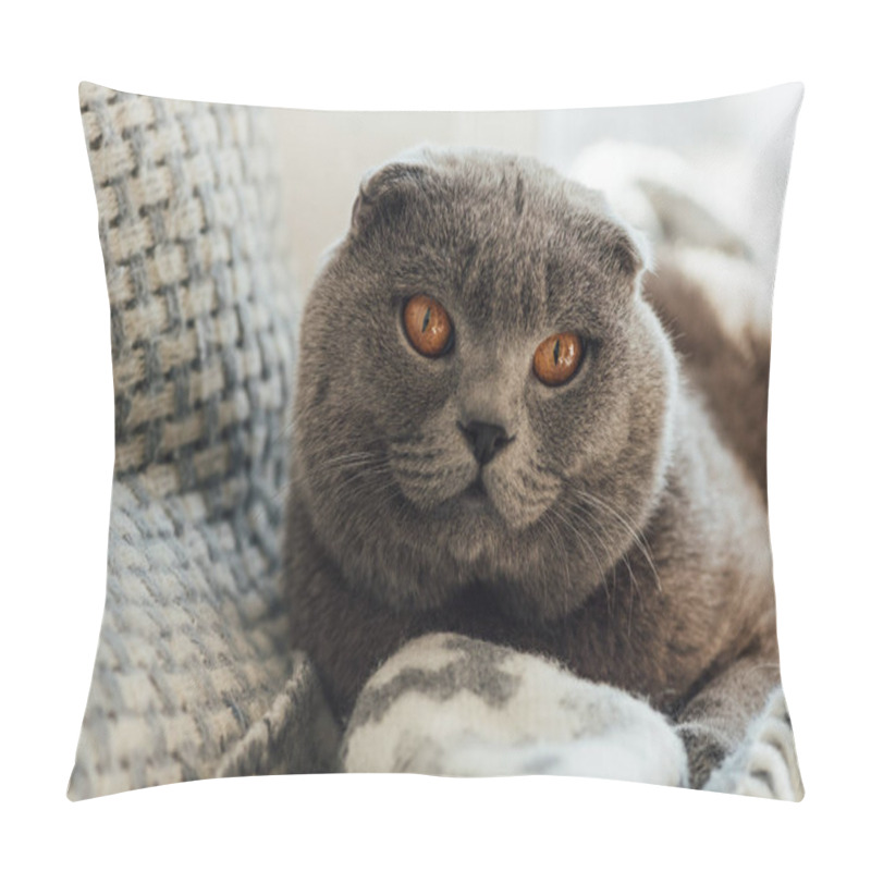 Personality  Adorable Scottish Fold Cat With Blanket Lying In Bed At Home Pillow Covers