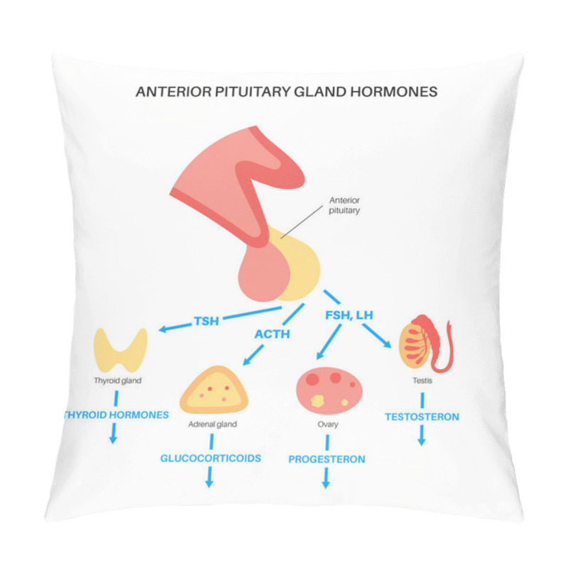 Personality  Pituitary Gland Hormones Pillow Covers