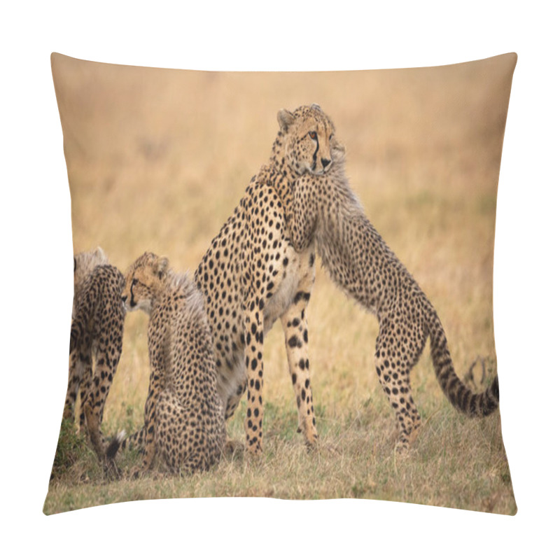 Personality  Cub Hugs Cheetah On Grass Beside Siblings Pillow Covers