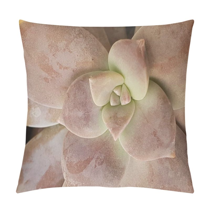 Personality  Echeveria Laui Is A Small Plant That Comes From Mexico But Can Live In Asia As Well. Pillow Covers