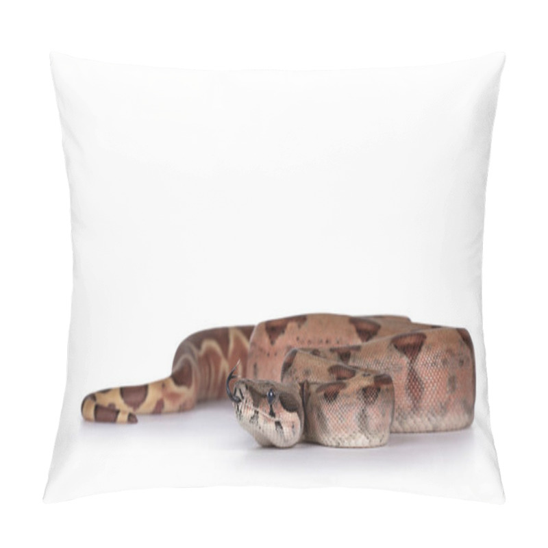 Personality  Baby Hypo Boa Constrictor Imperator Snake. Isolated On White Background. Pillow Covers