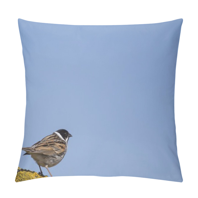 Personality  Reed Bunting (Emberiza Schoeniclus) Pillow Covers