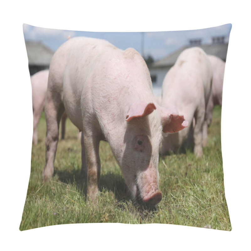 Personality  Group Photo Of Young Piglets Enjoying Sunshine On Green Grass  Pillow Covers