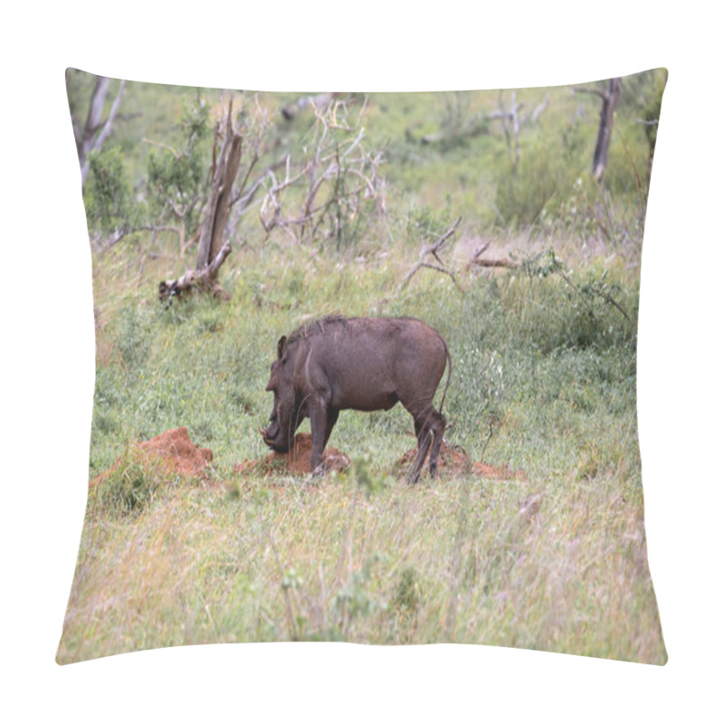 Personality  Common Warthog Digs In The Ground In Search Of Food. Wildlife Animal, Safari In Savanna. Kruger National Park, South Africa.  Pillow Covers