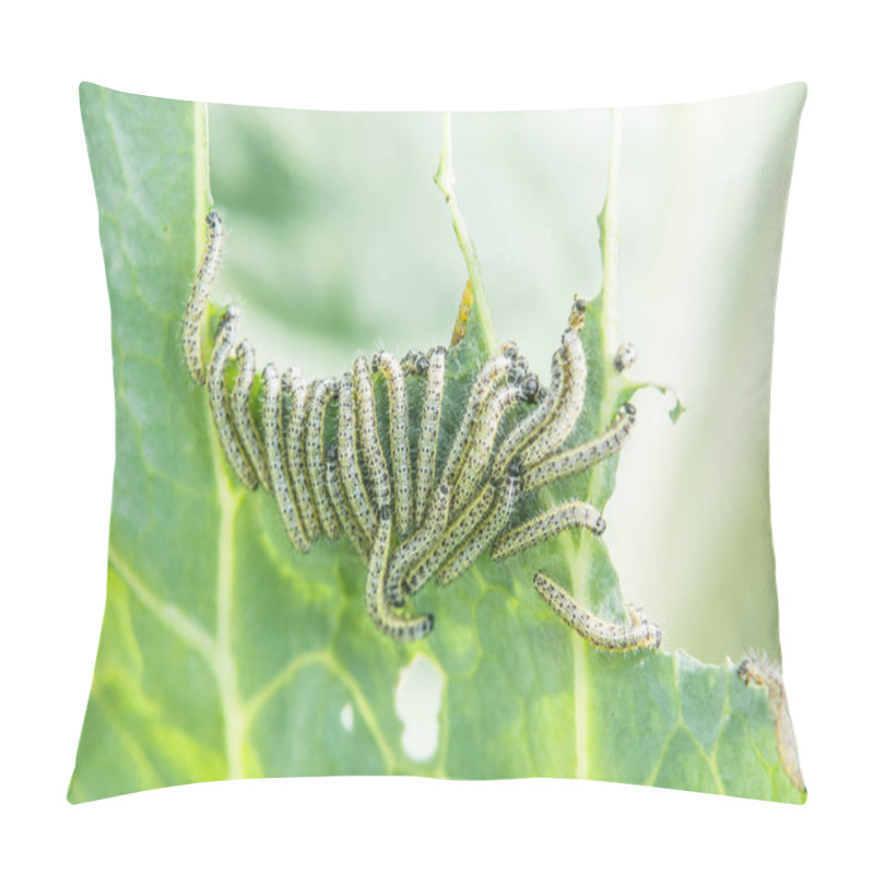 Personality  Caterpillars Eat Cabbage Leaf Pillow Covers