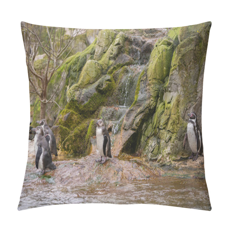 Personality  Humboldt Penguin (Spheniscus Humboldti) On A Rock On The Edge Of The Water. Pillow Covers