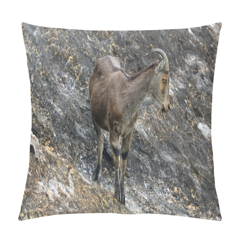 Personality  Endangered Niligiri Tahr At Kerala India Pillow Covers