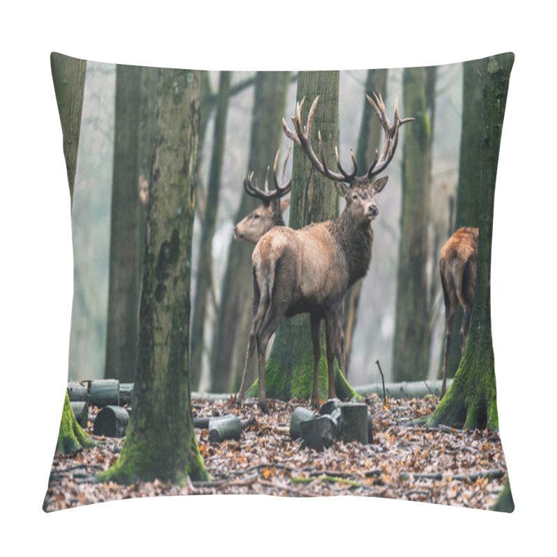 Personality  Deer In Winter Deciduous Forest Pillow Covers