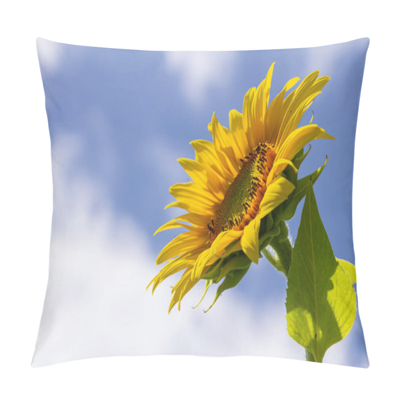 Personality  Sunflower With Blue Sky Background. Pillow Covers