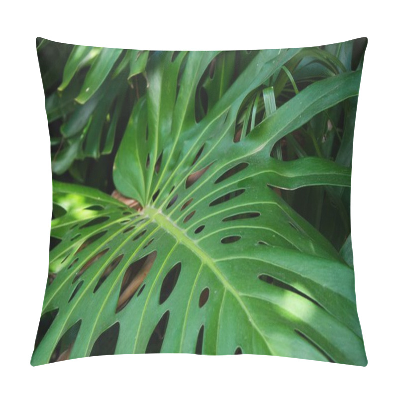 Personality  Green Natural Plant Background. Swiss Cheese Plant. Botanical Name: Monstera Deliciosa. Suitable For Inserting Text. Pillow Covers