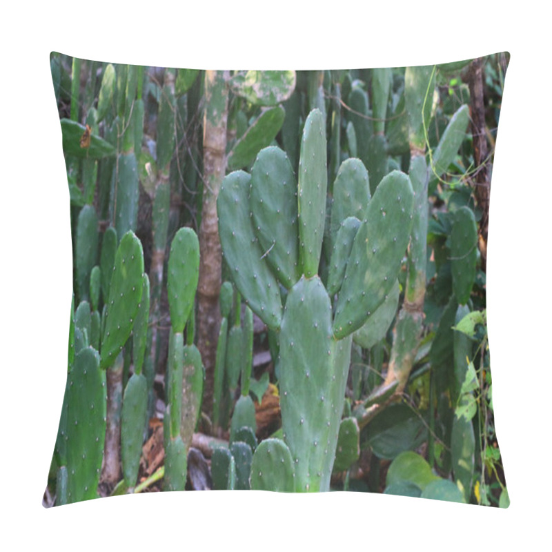 Personality  The Cactus Green Nature In The Garden. Pillow Covers