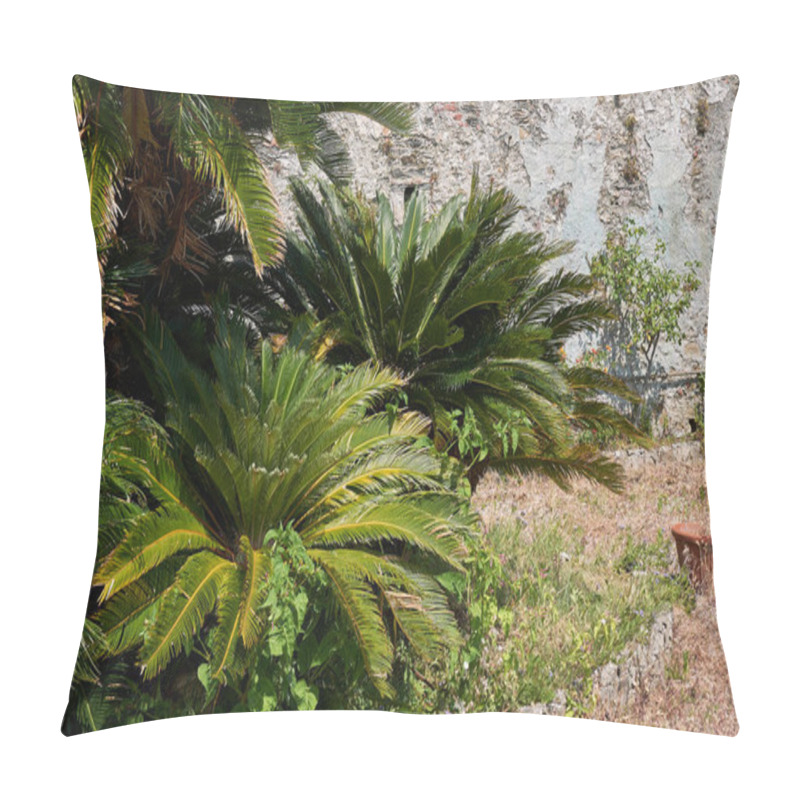 Personality   Close Up Of Cycas Revoluta Plant Pillow Covers