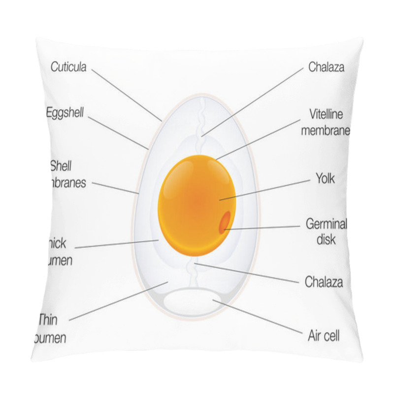 Personality  Anatomy Of A Birds Egg. Labeled Egg Structure Chart With Names Of The Components. Isolated Vector Illustration On White Background. Pillow Covers