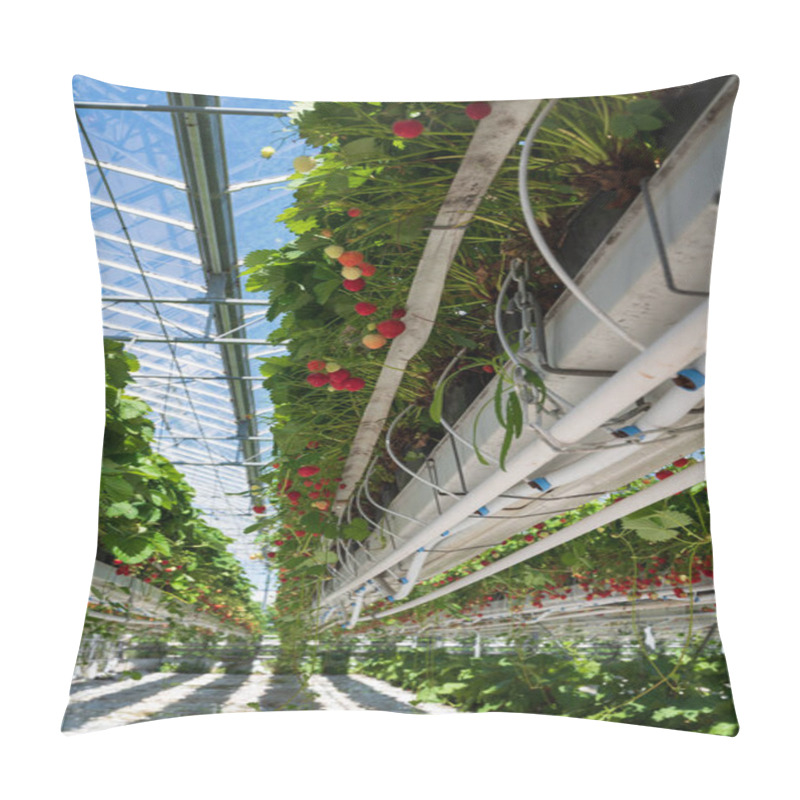 Personality  Dutch Glass Greenhouse, Cultivation Of Strawberries, Rows With Growing Strawberries Plants Pillow Covers