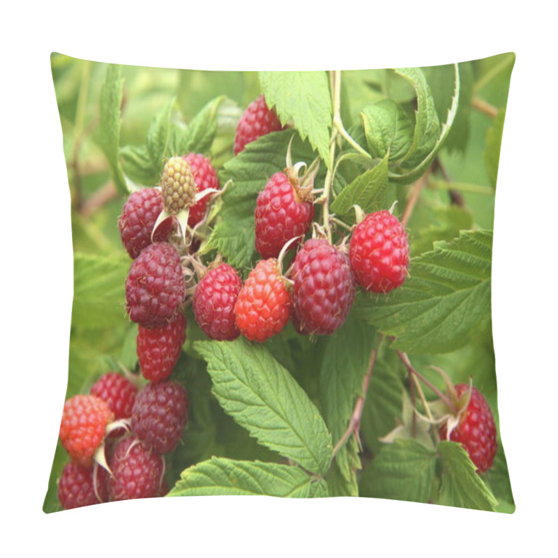 Personality  Branch Of Ripe Raspberries In Garden. Red Sweet Berries Growing On Raspberry Bush In Fruit Garden. Pillow Covers