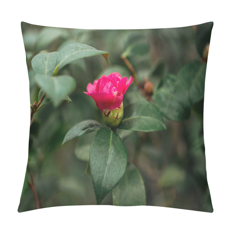 Personality  Close Up View Of Pink Flower And Green Leaves On Rose Bush Pillow Covers