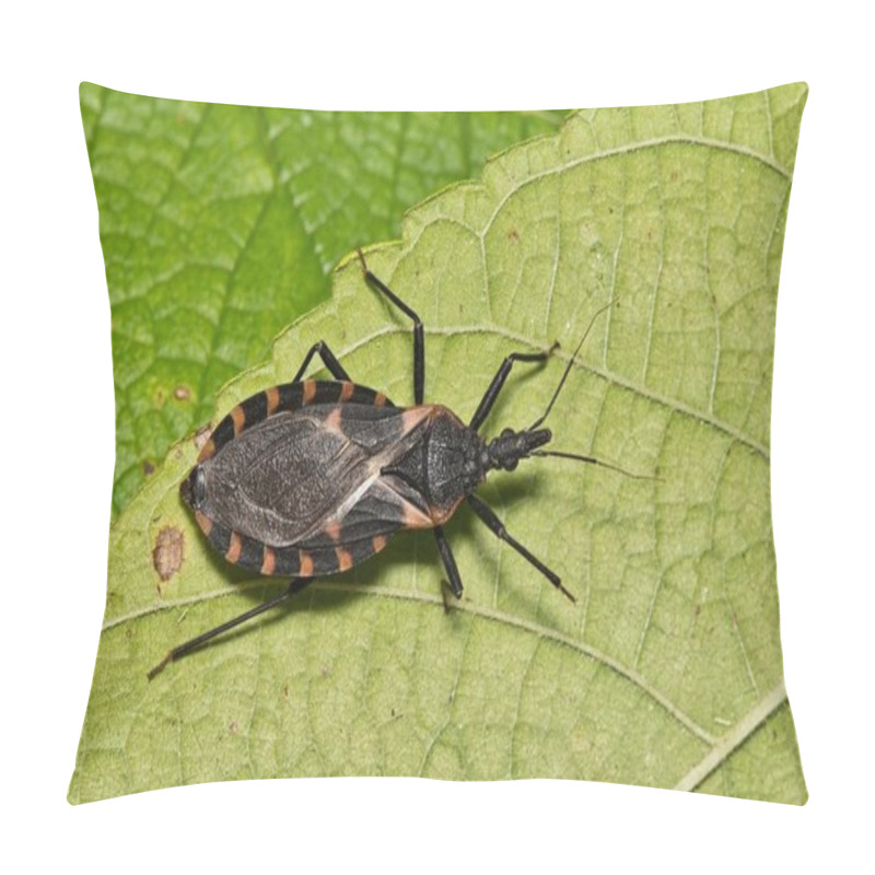 Personality  Eastern Bloodsucking Conenose Kissing Bug (Triatoma Sanguisuga) On A Leaf In Houston, TX. Dangerous Biting Insect That Carries Chagas Disease. Pillow Covers