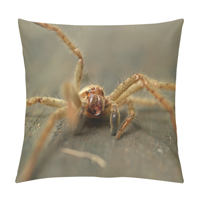 Personality  Australian Huntsman Spider Pillow Covers