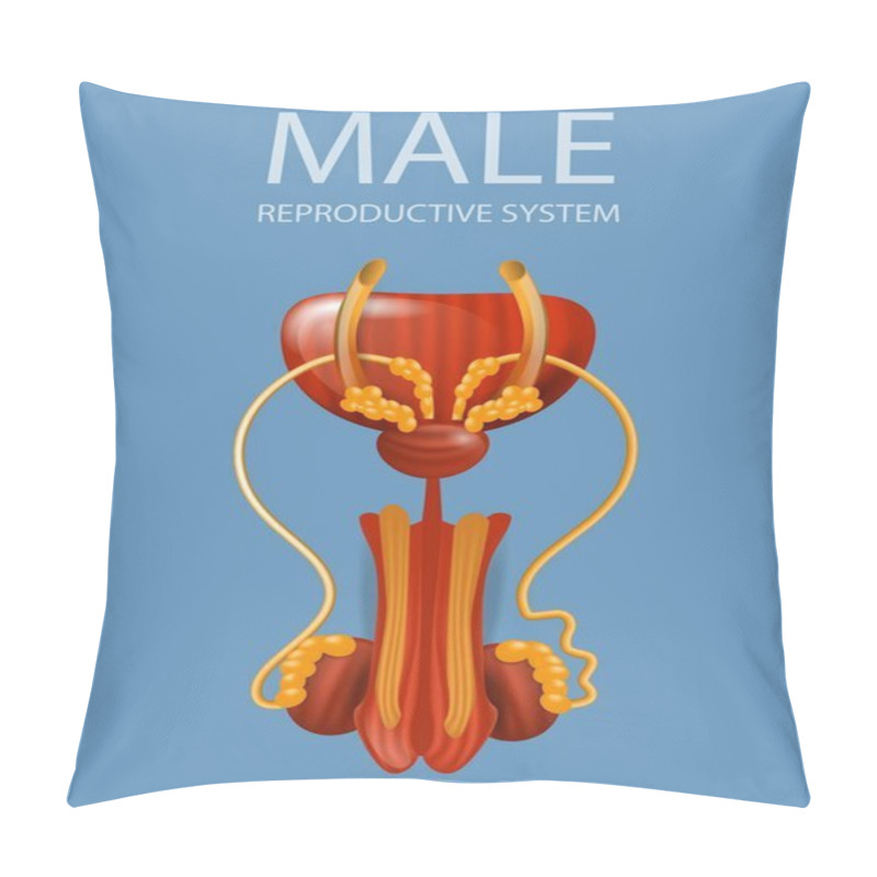 Personality  Close Up View Of Male Reproductive System Banner Pillow Covers