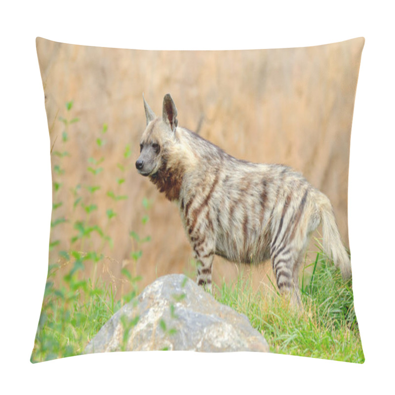 Personality  Striped Hyena, Hyaena Hyaena, Native To North And East Africa. Animal In The Nature Habitat. Hyena In The  Grass, Kenya, Africa. Pillow Covers