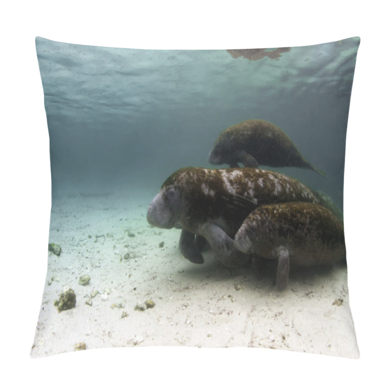 Personality  West India Manatee Pillow Covers