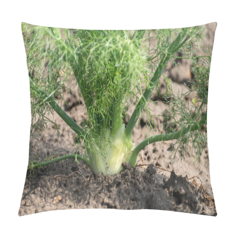 Personality  Farm Field With Growing Green Annual Florence Fennel Bulbing Plants, Foeniculum Vulgare Azoricum. Pillow Covers