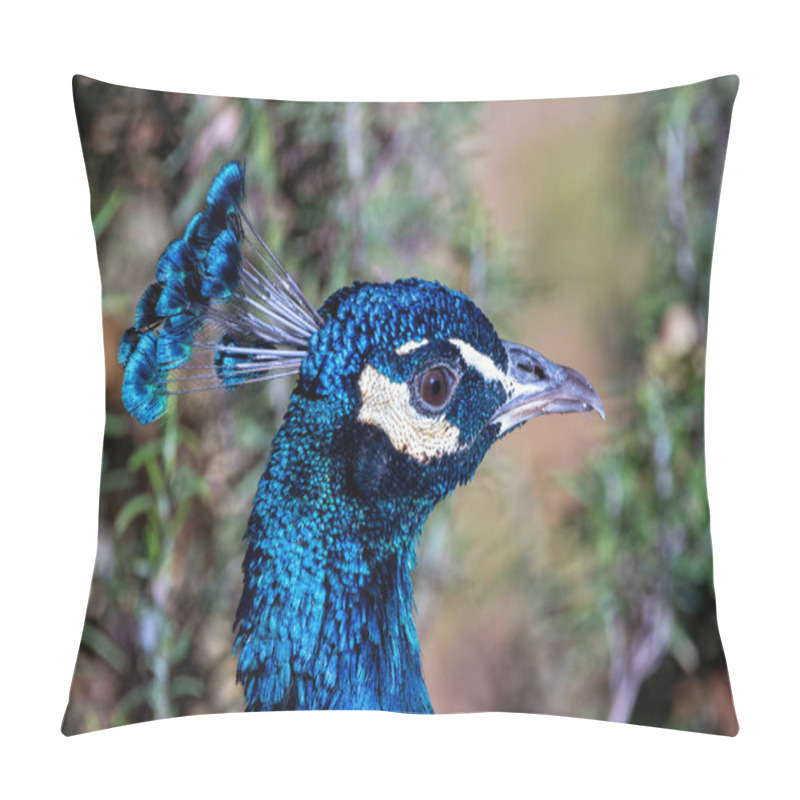 Personality  The Indian Peafowl, A Vibrant Omnivore, Eats Grains, Seeds, And Insects. Photographed In Lush Gardens. Pillow Covers