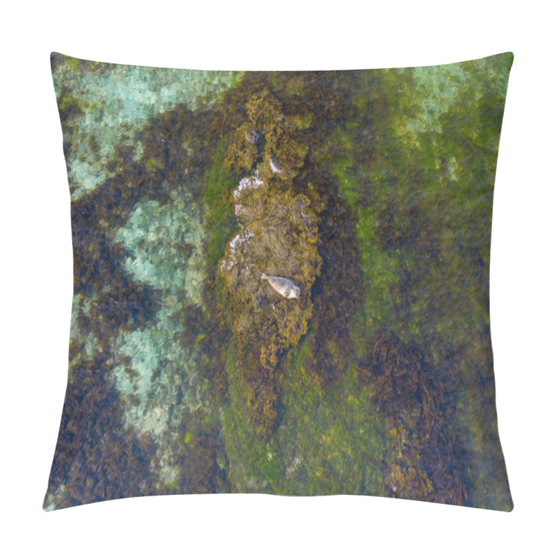 Personality  Aerial View Of A Harbor Seal Resting On Seaweed In Clear Waters Of Skotufjordur, West Iceland Pillow Covers