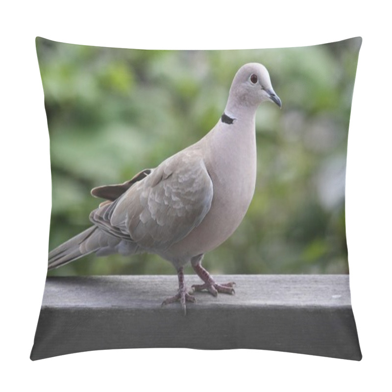 Personality  Eurasian Collared-Dove (Streptopelia Decaocto) Pillow Covers