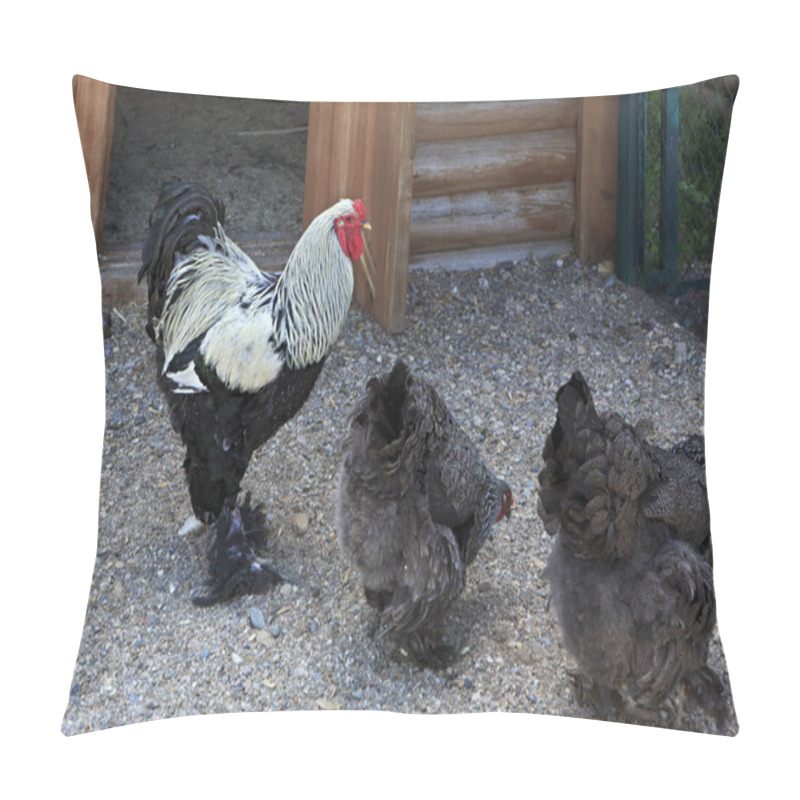 Personality  Breed Brama Is Decorative Breeds Of Chickens Pillow Covers