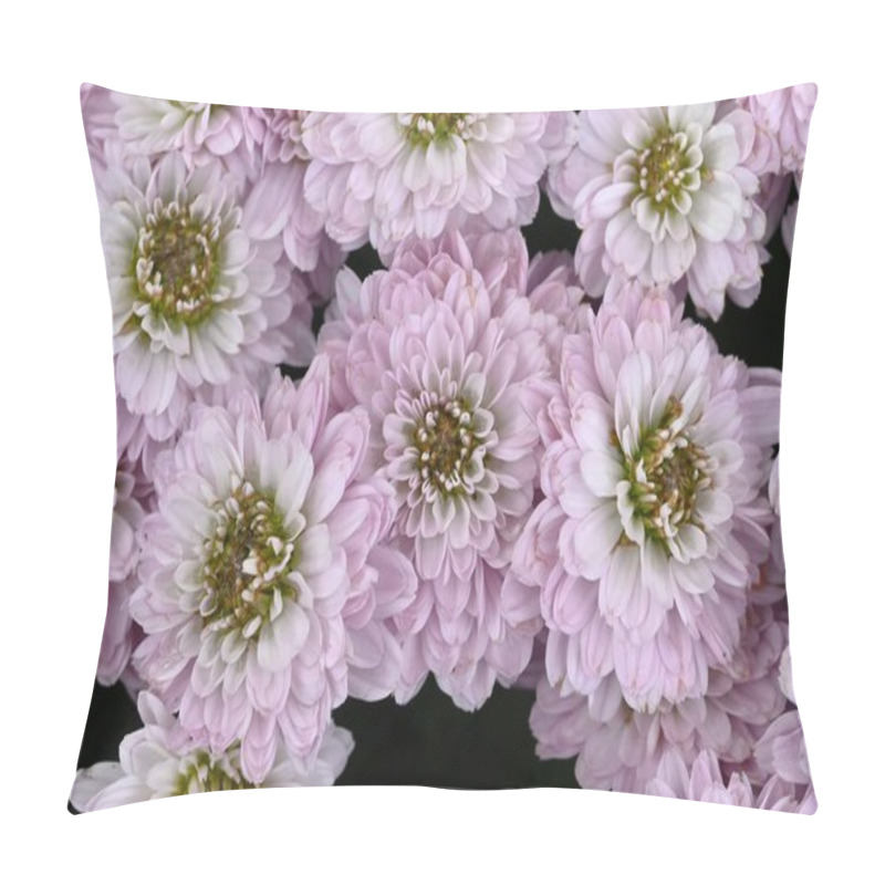 Personality  Chrysanthemum Morifolium Flowers. Many People Enjoy The Chrysanthemum Flower Exhibition, A Seasonal Feature Of Autumn In Japan. Pillow Covers